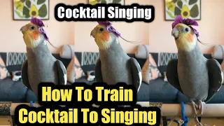 cocktail singing how to train cocktail to singing 