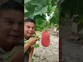 Download Lagu Buah Apa itu dek #shorts #trending #funny #subscribe