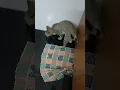 Download Lagu கடவுளே இதுக்கு ஒரு தீர்வே இல்லையா #catfunny #petlover