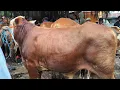 Download Lagu 15 juta !! Simental Super Calon 1 TON UP !! Pasar Sapi Tuban