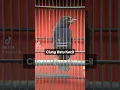 Download Lagu Ciung Batu gacor. #kicaumania #ciungbatu #ciungbatukecil #burungmasteran #burungciungbatu #burung