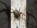 Download Lagu Top 5 Most Dangerous Spiders in North America 🕷️ | Stay Informed, Stay Safe!