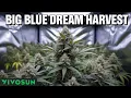 Blue Dream Harvest Time Cut Hang and Dry Indoor Grow Update
