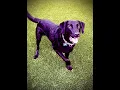 Buster the mix LOVES to chase the ball