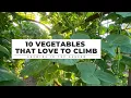 10 Vegetables that LOVE TO CLIMB Growing in the Garden