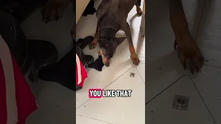New toy .. #fyp #dream #youtube #pets #doberman