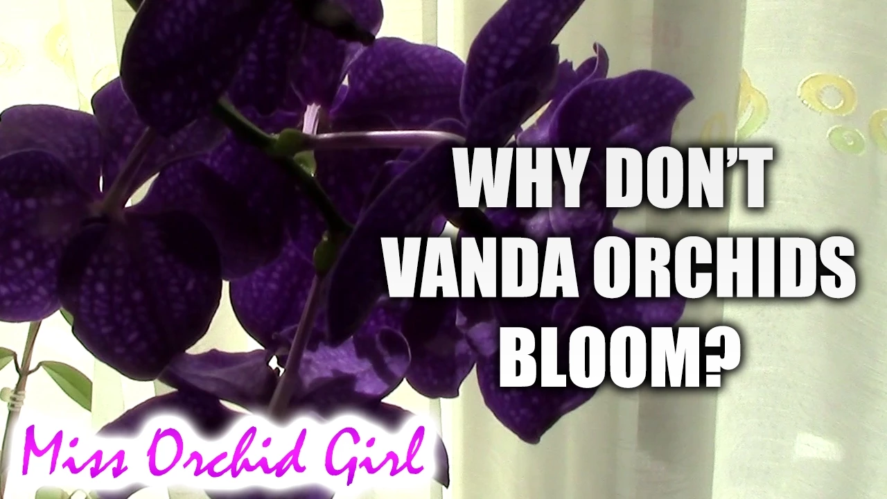 Q&A WHY DOESNT MY VANDA ORCHID BLOOM?