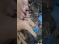 TriColor Blue nose American pits
