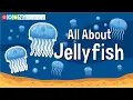 All About Jellyfish