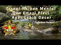 Lagu TERAPI PLECI RIBUT KOLONI – Booster Mental \u0026 Emosi Pleci Macet/Ngeriwik Jadi Gacor!