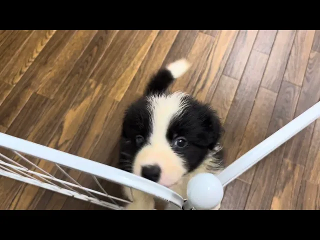 動画