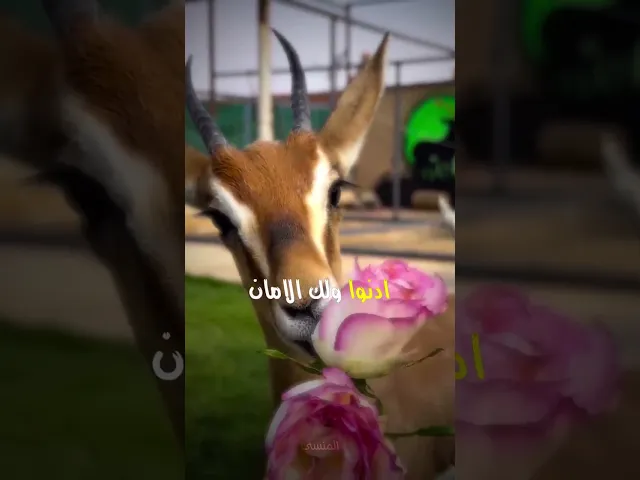 ⁣قصة الغزال ، الامام السجاد (عليه السلام) ، الشيخ احمد الوائلي رحمه الله