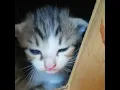 Download Lagu Suara Anak kucing memanggil induknya