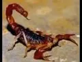 El Alacran cran cran