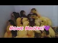 Download Lagu Mamy nowe kaczki ! Czas na małe zmiany ☝️