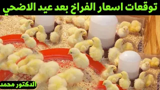 توقعات اسعار الفراخ البيضاء بعد عيد الاضحي وهل تربي فراخ قبل العيد ولا لاء مع دكتور 