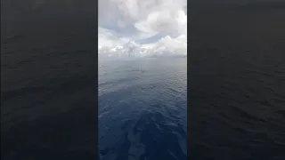 Dolphins at sea #sailing #dolphins #shorts