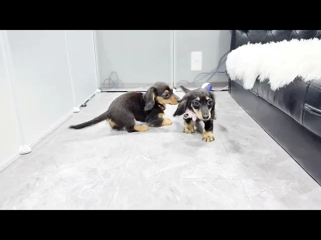 動画