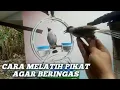 Download Lagu Cara melatih mental pikat kutilang agar jadi kutilang cengkram
