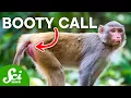 Butt Chat Why These Primates Communicate With Their Rear Ends