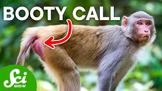 Butt Chat Why These Primates Communicate With Their Rear Ends
