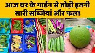 आज घर के गार्डन से तोड़ी इतनी सारी सब्जियां और फल! Home Garden Harvesting Video in Hindi