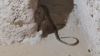 شاهد جحر الثعبان 