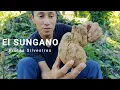 Exotic Fruits in the Mountains Part 1 The Sungano El Salvador