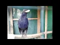 Download Lagu Masteran burung ciung batu gacor Auto nyaut....