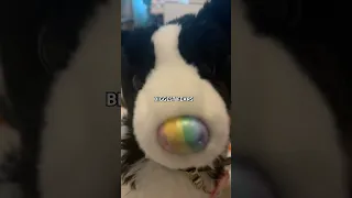                                                                                                دندنها