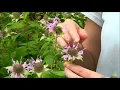 Part 3 Identifying Irregular Flowers using Newcomb s Wildflower Guide