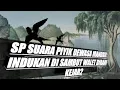 Download Lagu SP ❤️SUARA PIYK DEWASA MANGGIL INDUKAN.DISAMBUT WALET BIRAHI KEJARAN ❤️