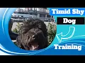Wilmington NC Dog Trainers - 8 Month Old Aussiedoodle From Timid to Rockstar