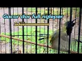 Download Lagu SOGON GACOR DOR NGLEPER