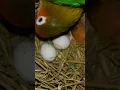 Download Lagu Lovebird tiny babies (P 1) #shorts #shortsvideo #youtubeshorts #viralshort #short