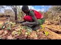 Download Lagu Ep8: We've Finally Started Growing Vegetables at Our Savannah Home#cooking Delicious Vegetable Meal