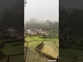 Download Lagu Saat hujan deras di kampung tengah sawah bikin sejuk.