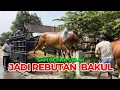Lagu JAGAL PUSING,SAPI BETINA JADI REBUTAN‼️HARGA MAHAL🔥🔥🔥 #animals #cow #cowvideos #cowfarming 