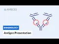 Antigen Presentation MHC Class I vs MHC Class II