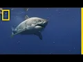 Download Lagu Great White Sharks of Guadalupe Island | Most Wanted Sharks