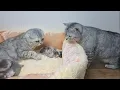 Download Lagu Dad cat meets his newborn kittens and kisses mom cat