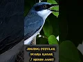 Download Lagu MATERI SUARA KASAR / MESIN JAHIT | JINJING PETULAK #burung #jinjingpetulak #masterankasar