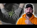 Transplanting Tips Tricks Solo Cup to 10-Gallon Fabric Pot