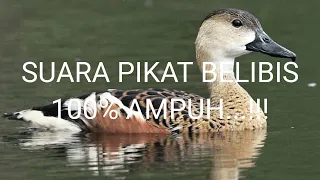 suara pikat belibis auto datang 