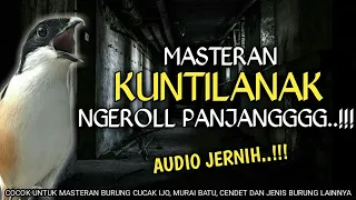 ngeriiii masteran cendet full tembakan kuntilanak