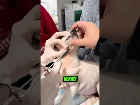 O Resgate MAIS Agoniante De Todos! 😭🐾