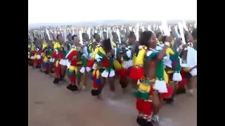 zulu culture the reed dance 2017 swazi reed dance