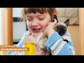 15 Facts About Seal Point Siamese Cat Siamese Cat Guide