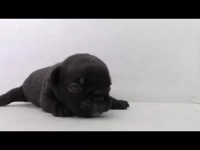 動画