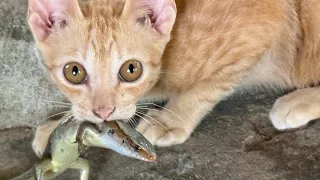 Los gatos cazan serpientes.